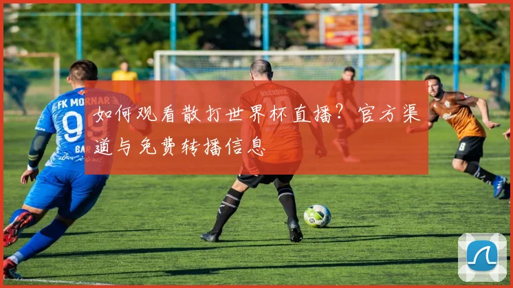 如何观看散打世界杯直播？官方渠道与免费转播信息